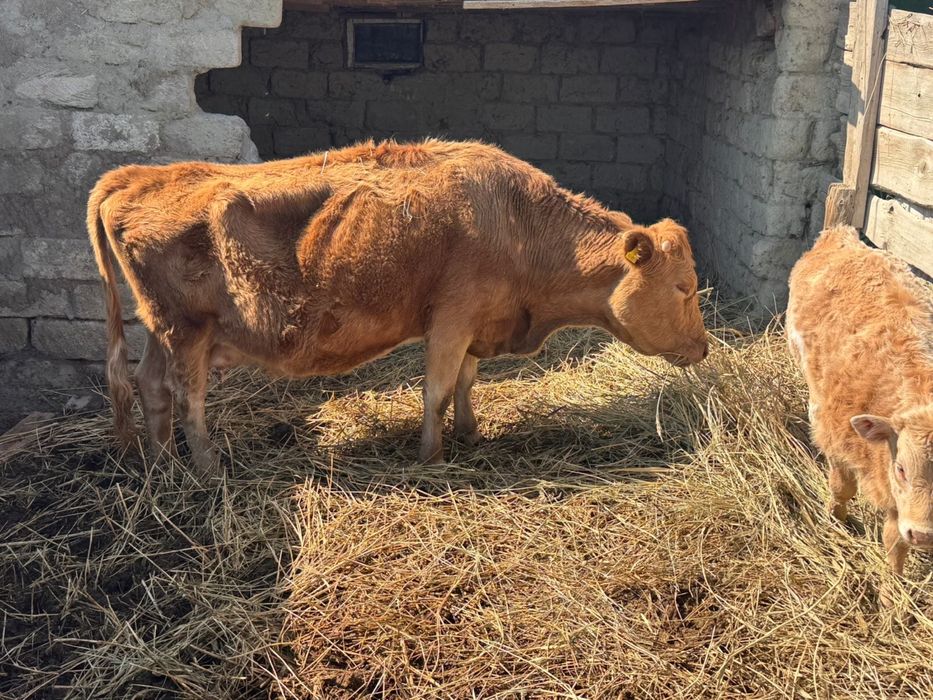 Сиыр сатылады бузауымен