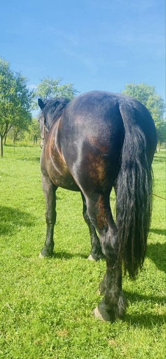 Manza neagra de 2 ani
