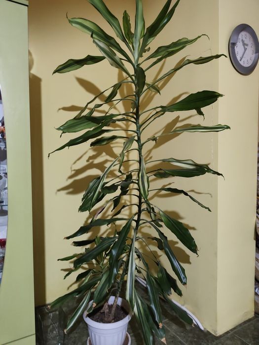 Продавам цветя в саксия