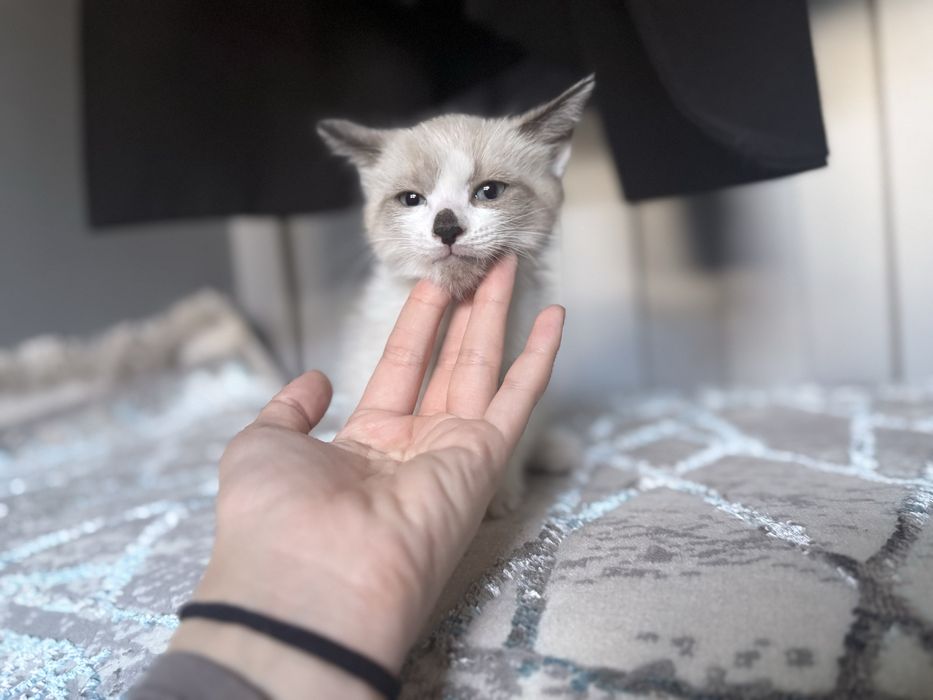 Отдам в добрые руки