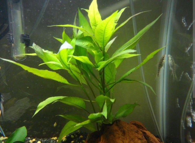 Растения для аквариума