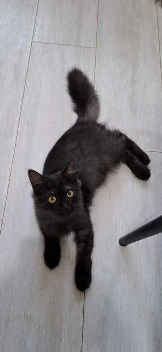 Отдам в добрые руки котика, мальчик