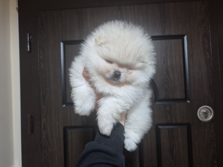 Померан бяло момче