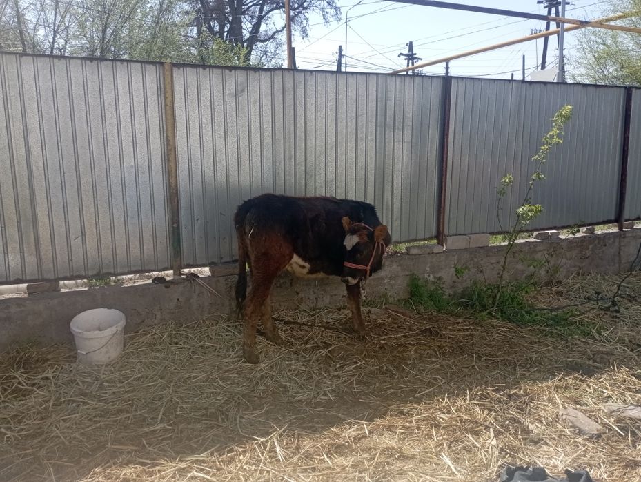 Продается комолая телочка