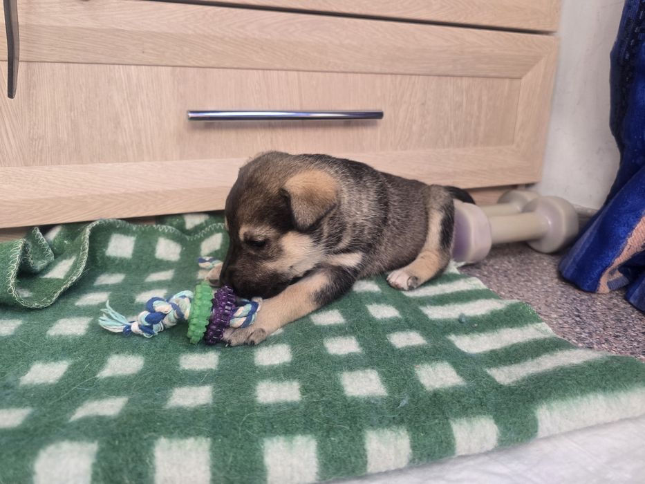 СРОЧНО! Отдам щенка