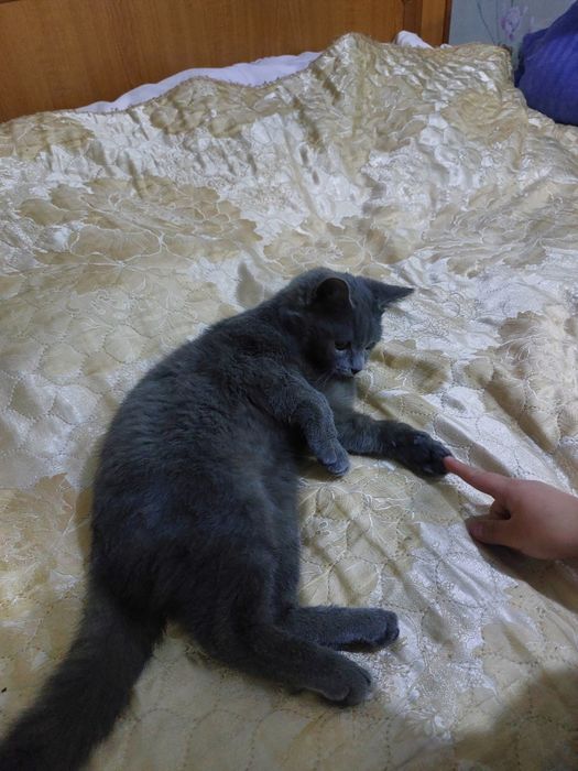 Кошка порода британский