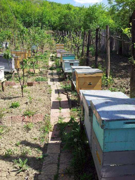 Vand familii de albine