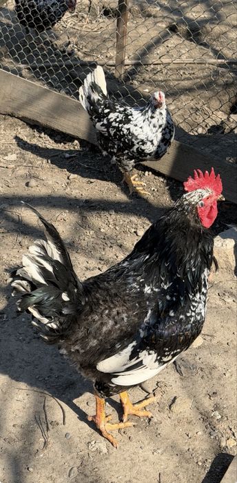 Oua incubat Pita Pinta, Marans si Araucana