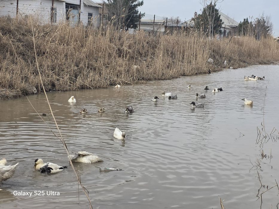 Урдак сотилади эркак ургочи аралаш