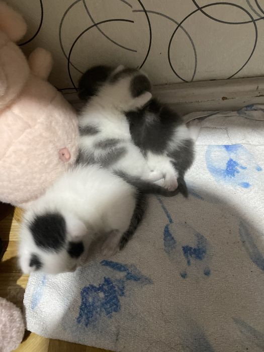 отдам котят бесплатно