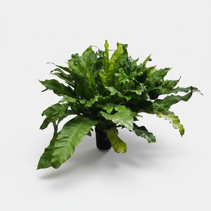 Асплениум примерно 2 метра диаметр