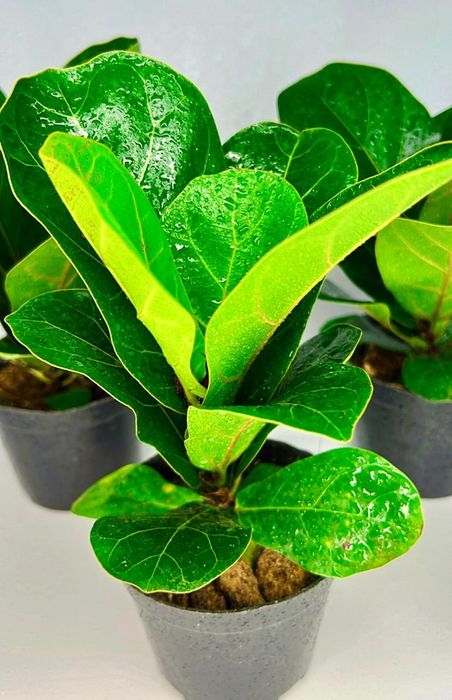 Фикус Лирата Бамбино