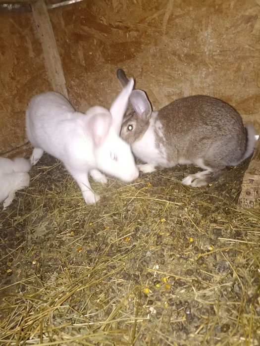 vand sau schimb iepuri hycole francez