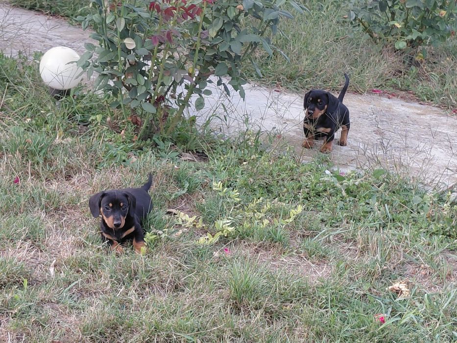 Pui de Techel spre adoptie