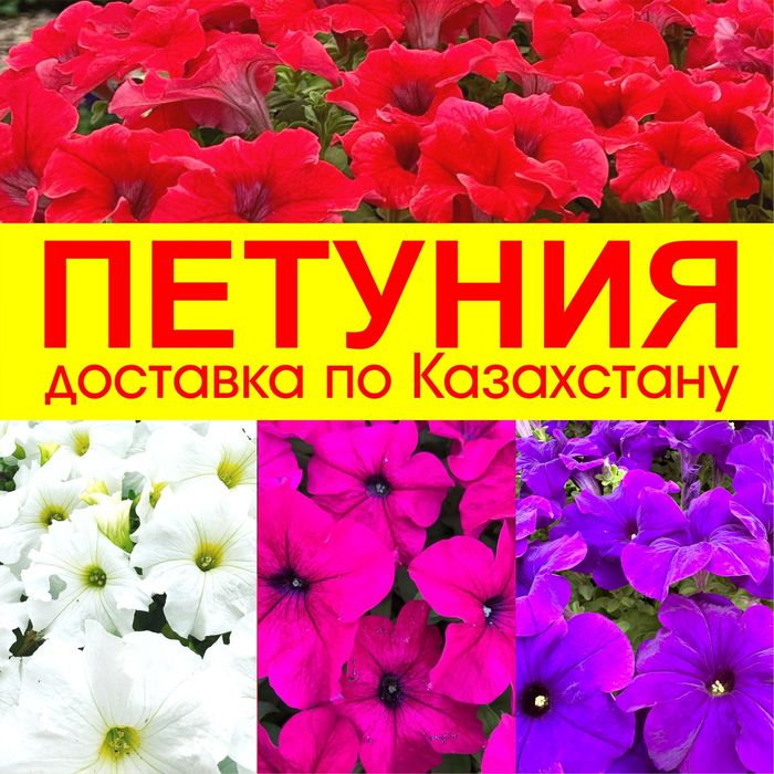 Петуния бархатцы цинерария