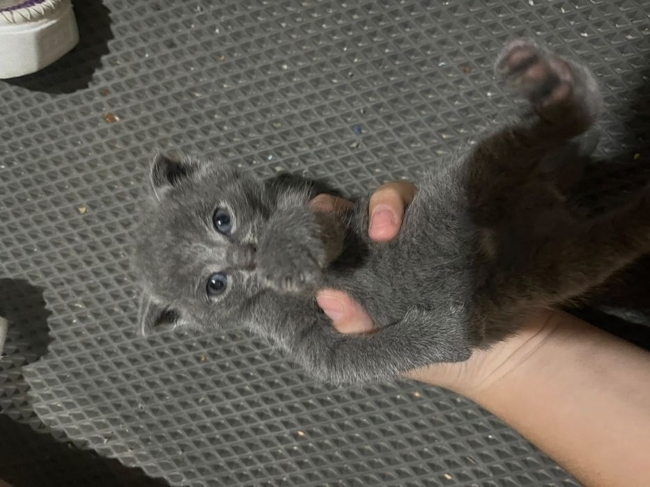 Котята котята акция