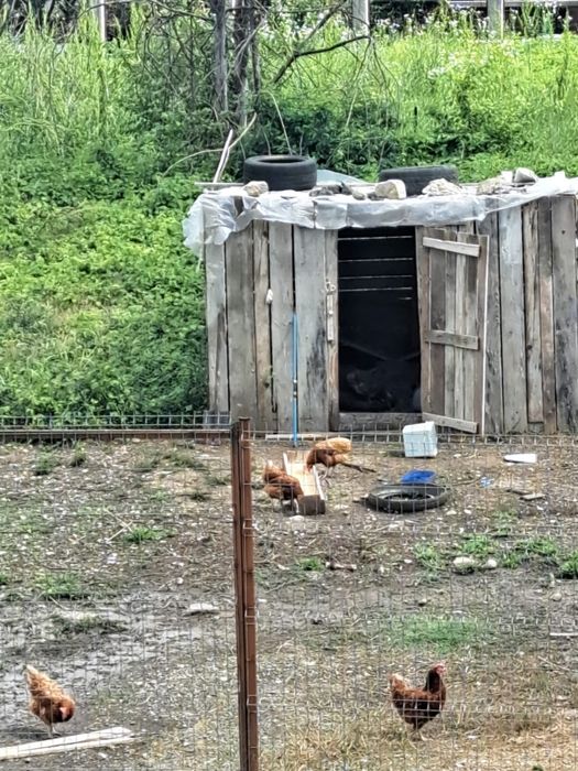 Vand. Gaini Rosii Ouatoare