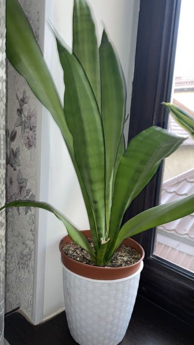 сансивиерия разные