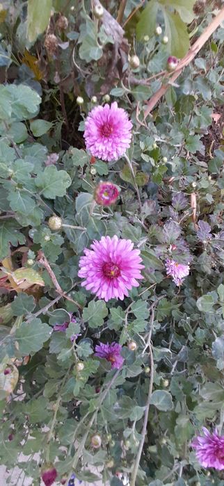 Цветы    цветы для сада