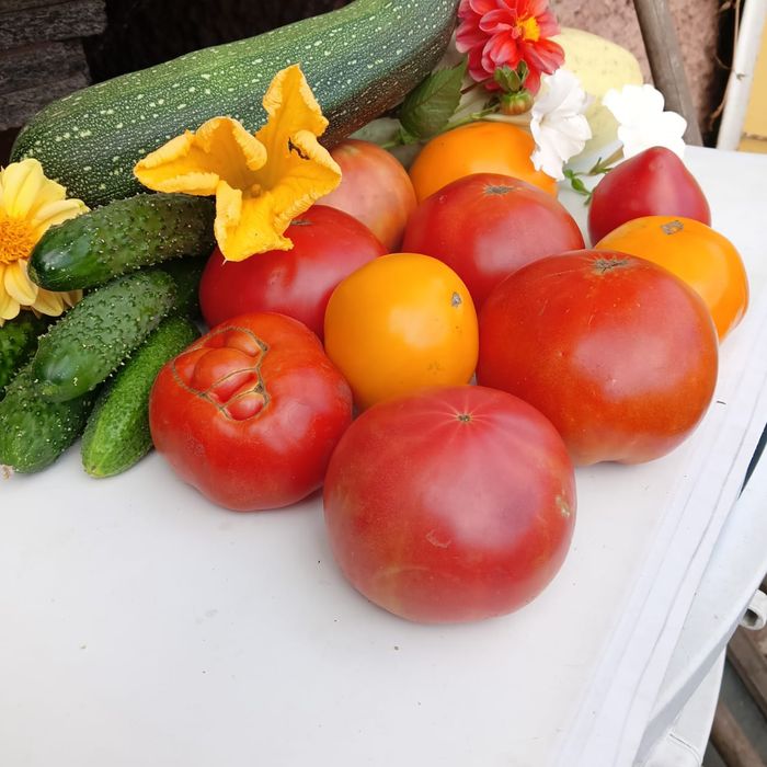 Отличные семена томатов на рассаду