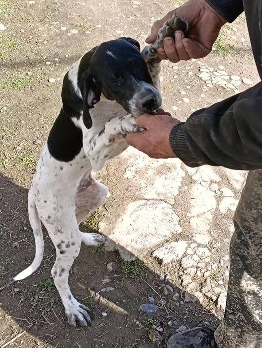 Продается щенок Пойнтер 4 месяца