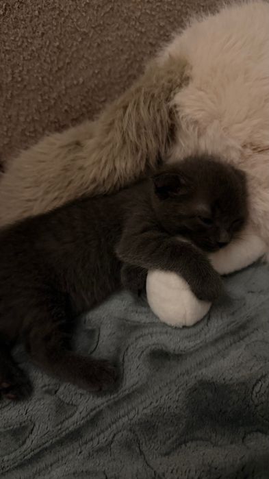 шотландского котенка