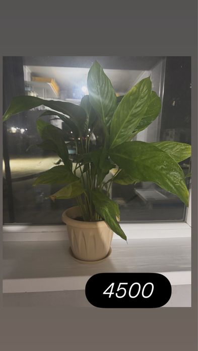 Үй гүлдері сатылады