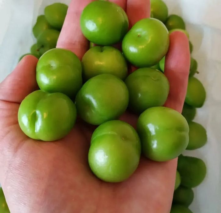 KOK SULTON va dovucha