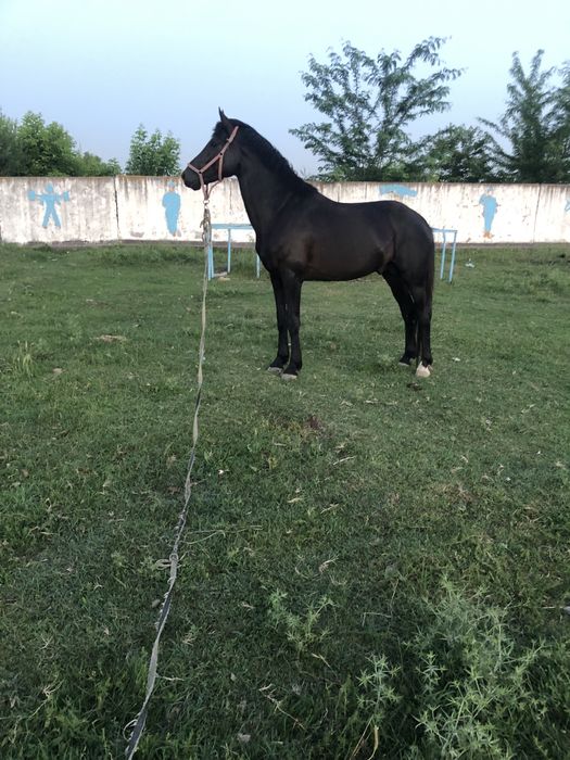 Ot sotiladi narxi 3000$