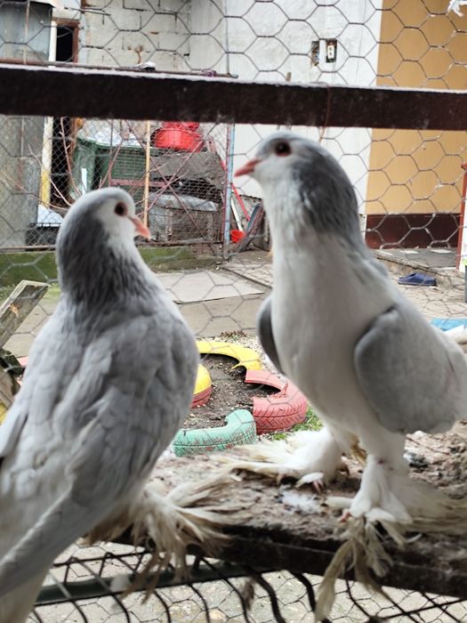 Vând porumbei lahore
