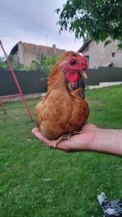 Cocoși Liliputi.
