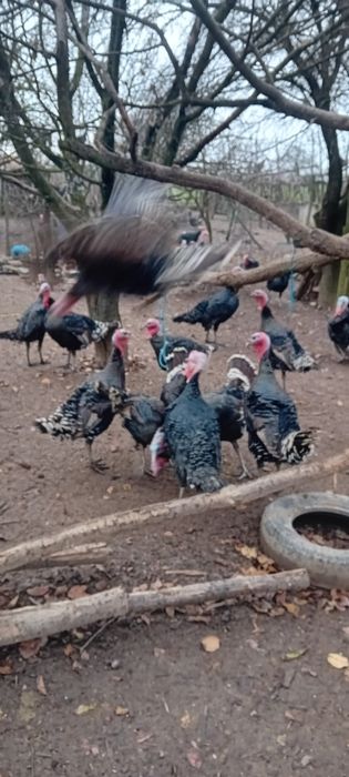 Curcani de vînzare în Balesti gorj