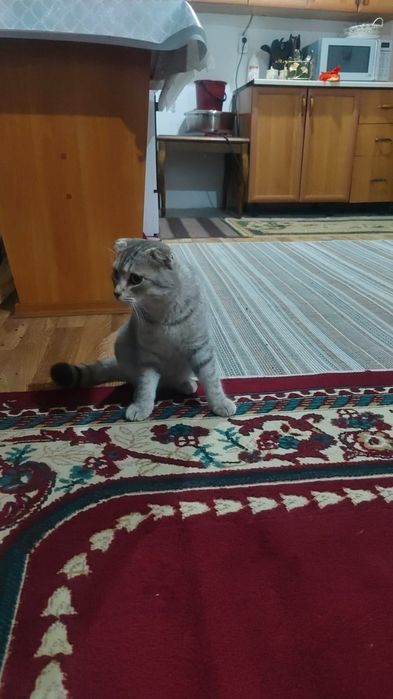 Продам кота вислоухого
