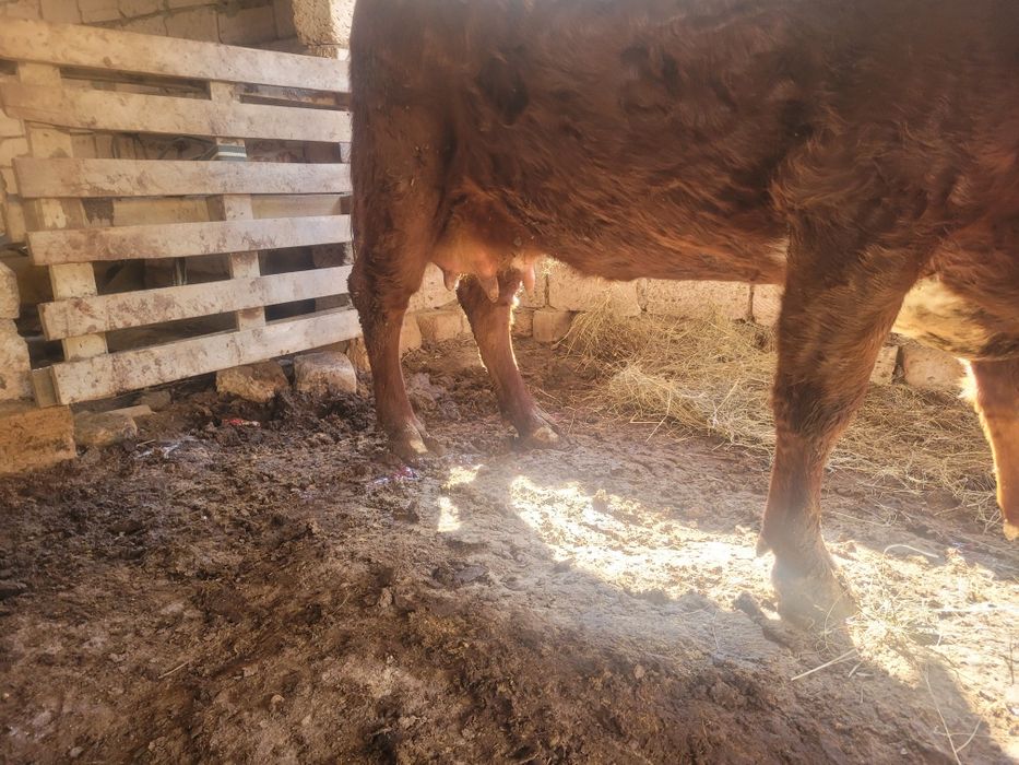 Бузаулы сиыр сатылады