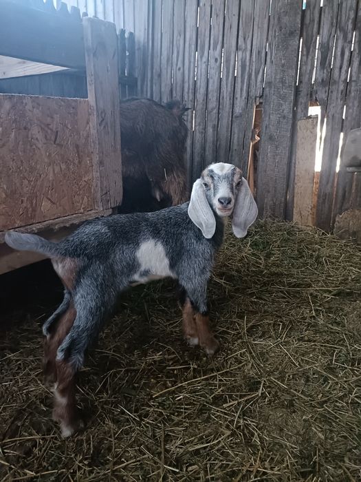 Vând 2 ieduțe și un tapisor