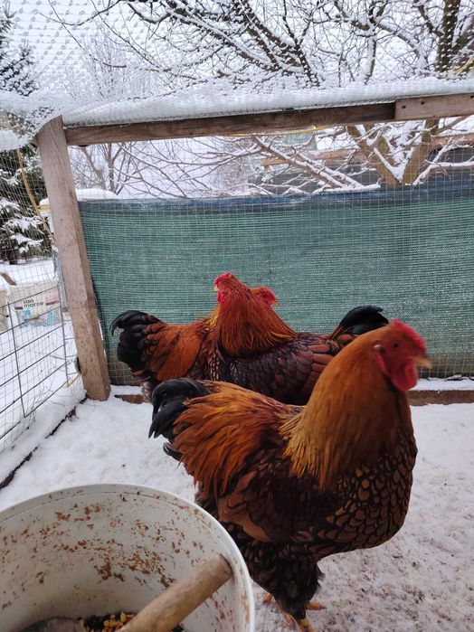 Cocosi din primăvară-vara 2025