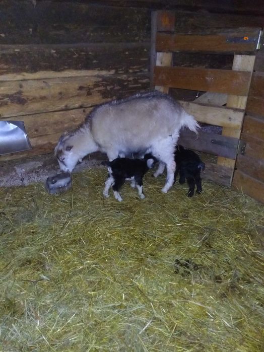 Capre de Casmir si Cashgora