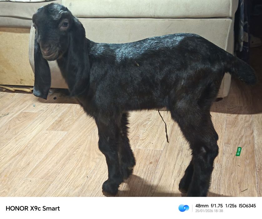 Камори парода козёл 100%