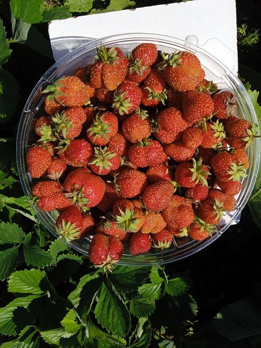 Продам саженцы клубники.