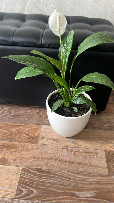 Цветок Долларовое дерево и др.