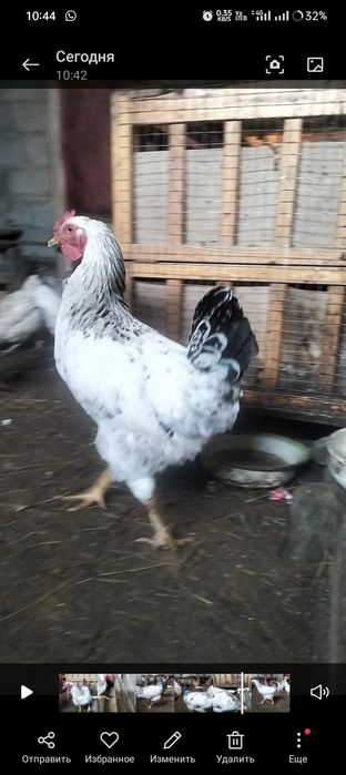 Қораз.тауық. петух. Куры.