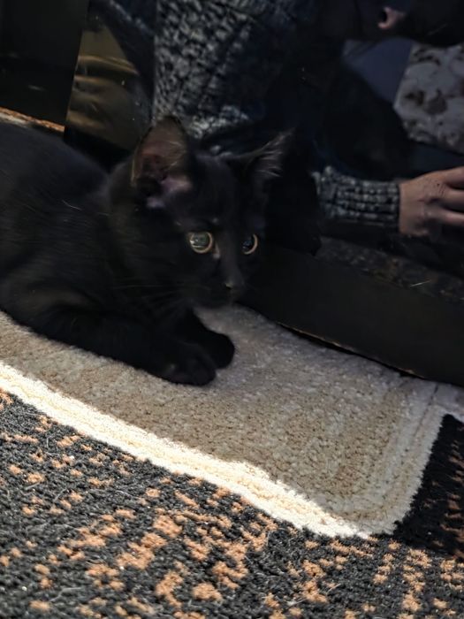 котенок в добрые руки
