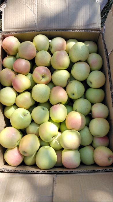 Яблоневый сад