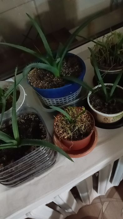 Продается Алоэ-Вера