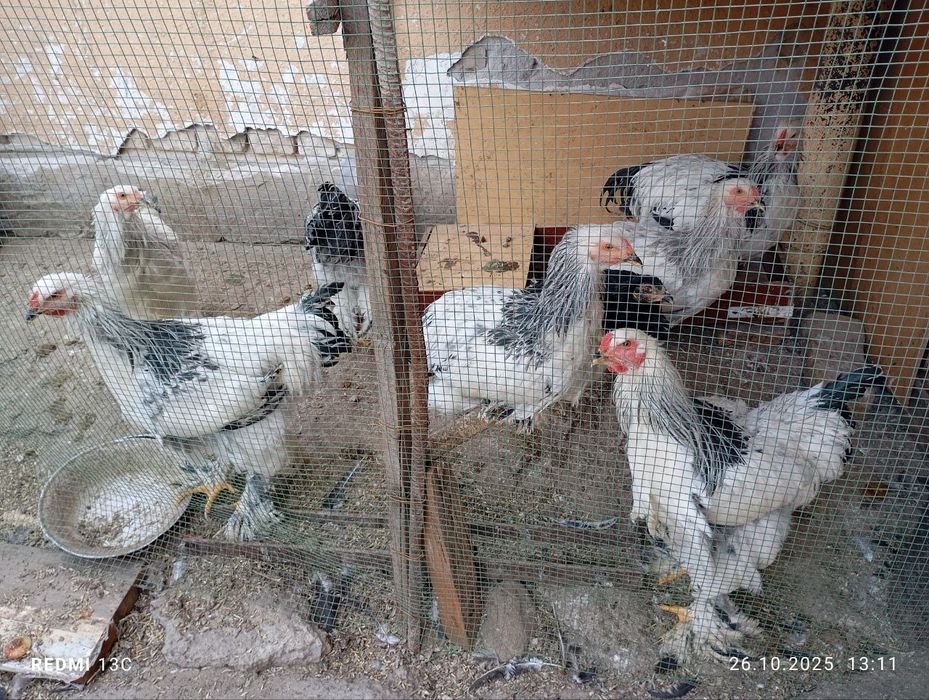 Brama Tovuq va Xorozlar sotiladi