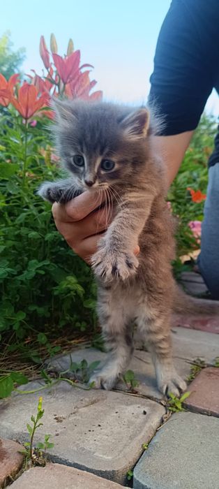 Котенок мальчик .