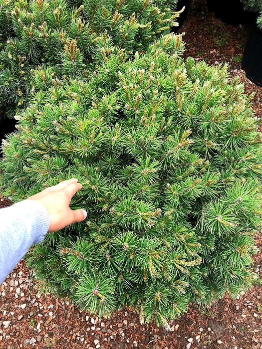 Artar Japonez, pon pon, pinus mugo, palmier, alun rosu, ienupar