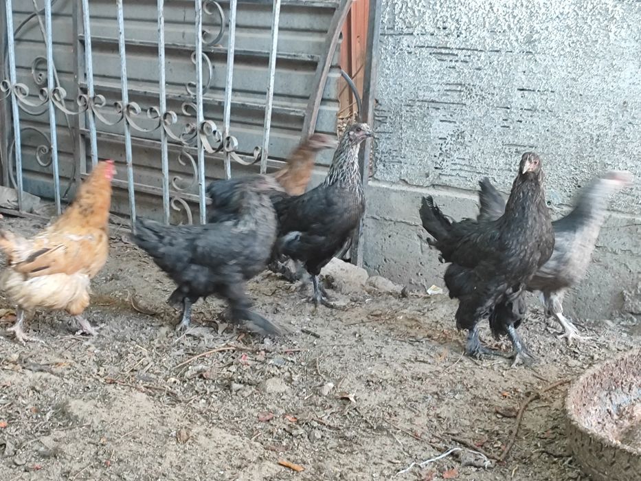 Продам домашних птенцов курей.