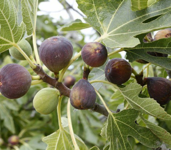 Smochin Black Mission