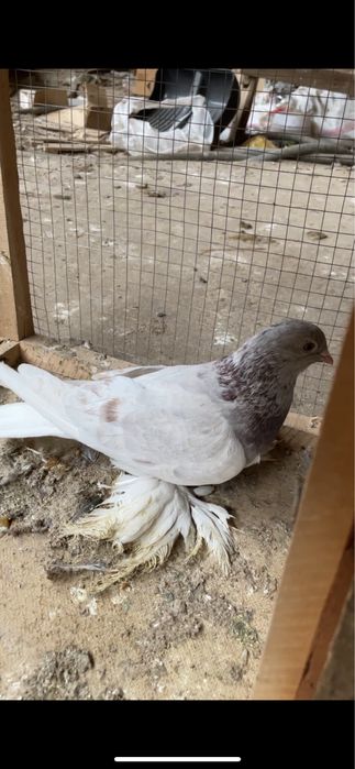 Голубь тасман   .